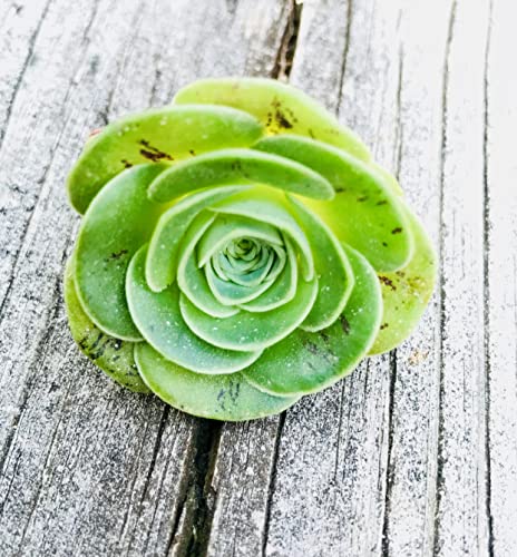 Micro Landscape Design One Greenovia Mix - Mountain Rose - Live Exotic Succulent Plant - Sold Individually (Small) #TOP3