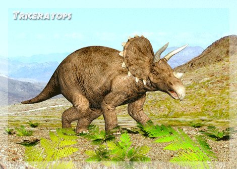 Triceratops - Dinosaur - 3D Postcard Greeting Card