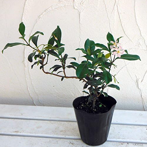 Amazon Co Jp テイカカズラ 桃花3号ポット28株セット つる性常緑巻き付き型 フェンスや壁面緑化に Diy 工具 ガーデン