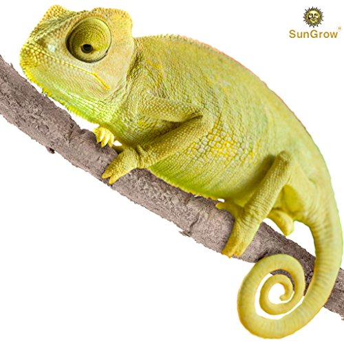 6 feet Animal Vine - Twistable, Bendable Branch - Creates Natural-Looking Habitat for Reptiles and Amphibians - Décor & Climbing Toy for Chameleons, Tree Frogs, Geckos - 5 Suction Cups Included