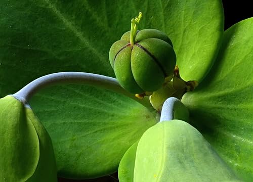 30 Semillas de Planta Lunar - Euphorbia lathyris - Alcaparras Spurge