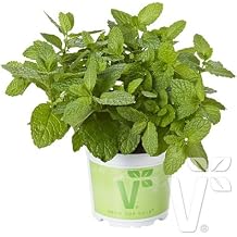 Geni  Yaprakl  H zl  Geli en Garden Mint Bah e Nanesi Fidesi 2 adet