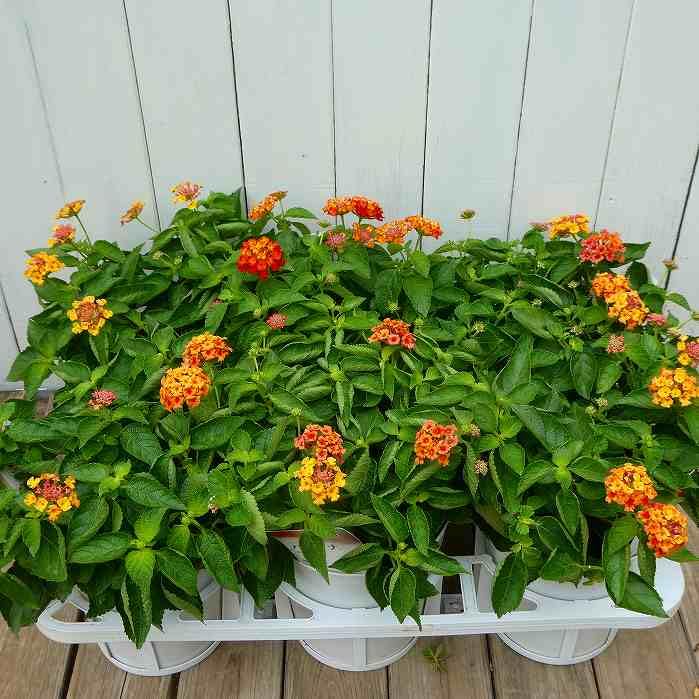Amazon.co.jp: ランタナ 苗 バンダナ ホットレッド 5号 鉢植え 夏の花
