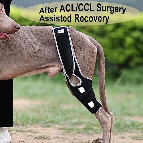 Image of Dog Leg Support - for Leg Wounds After Surgery for Ligament Tears, with Support Strips to Protect The Dog's Leg Wounds. Breathable and Comfortable（M）