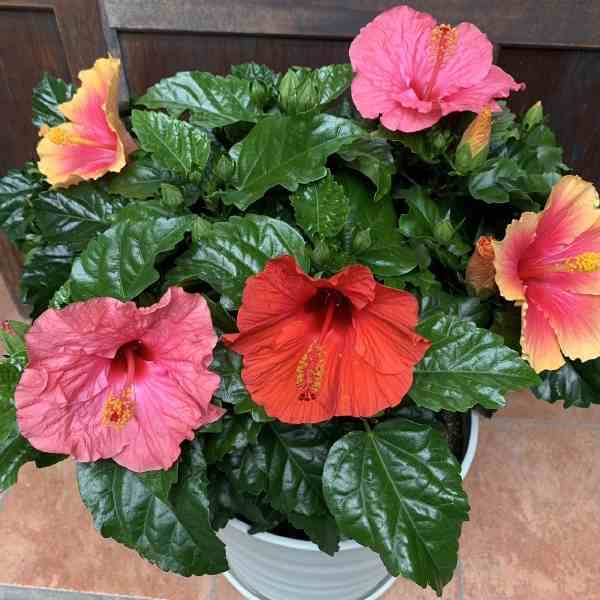Amazon.co.jp: 【サマーギフト 夏の季節 】ハイビスカス 大株仕上げ