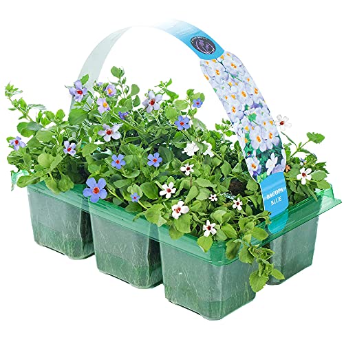 Bacopa Blue | Hanging Basket Plants for Borders Pots Containers (6 Pack)