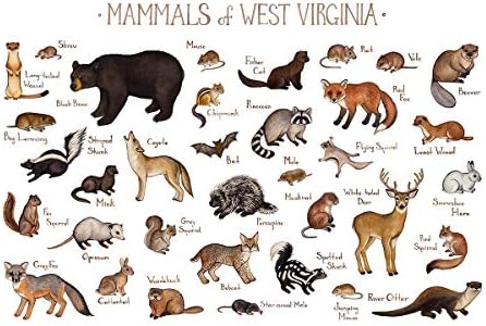 West Virginia Mammals Field Guide Art Print