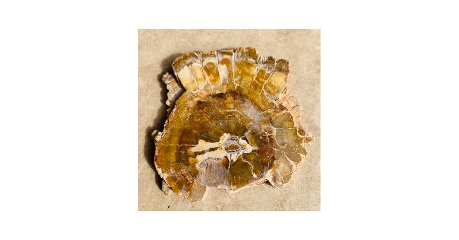 【⭐️超巨大‼︎約2億5000万年の樹木化石⭐️】茶色 ブラジル産 珪化木 天然原石 ⭐️超巨大‼︎約2億5000万年の樹木化石⭐️】茶色 ブラジル産 珪化木