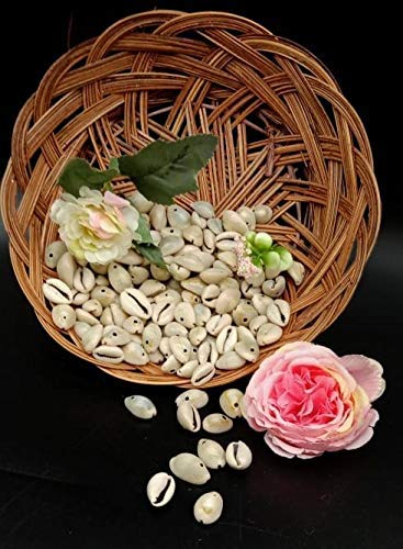 Natural Sea Shells for Craft Work, Pack of 300