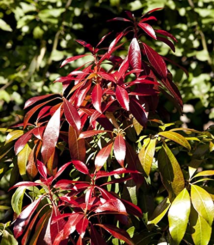 Pieris japonica 'Red Mill' 40-50 cm – Immergrün, Winterhart, Pflegeleicht – Japanische Lavendelheide – Zierstrauch für Kübel & Beet