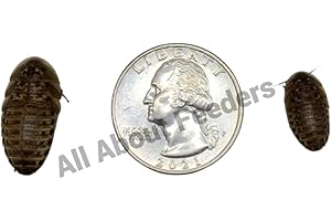 10- Dozen Dubia Roaches Delivered Alive