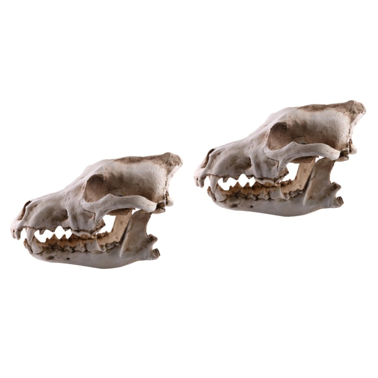 PRETYZOOM Bärenschädel 2st Schädelkopfmodell Aus Harz Home Decor Wohnungseinrichtung Ideas Geschenkeidee Hochstihl Skelett Figur Heim Tiere Wolf Replik Skelett Nachbildung Einer Skelettfigur