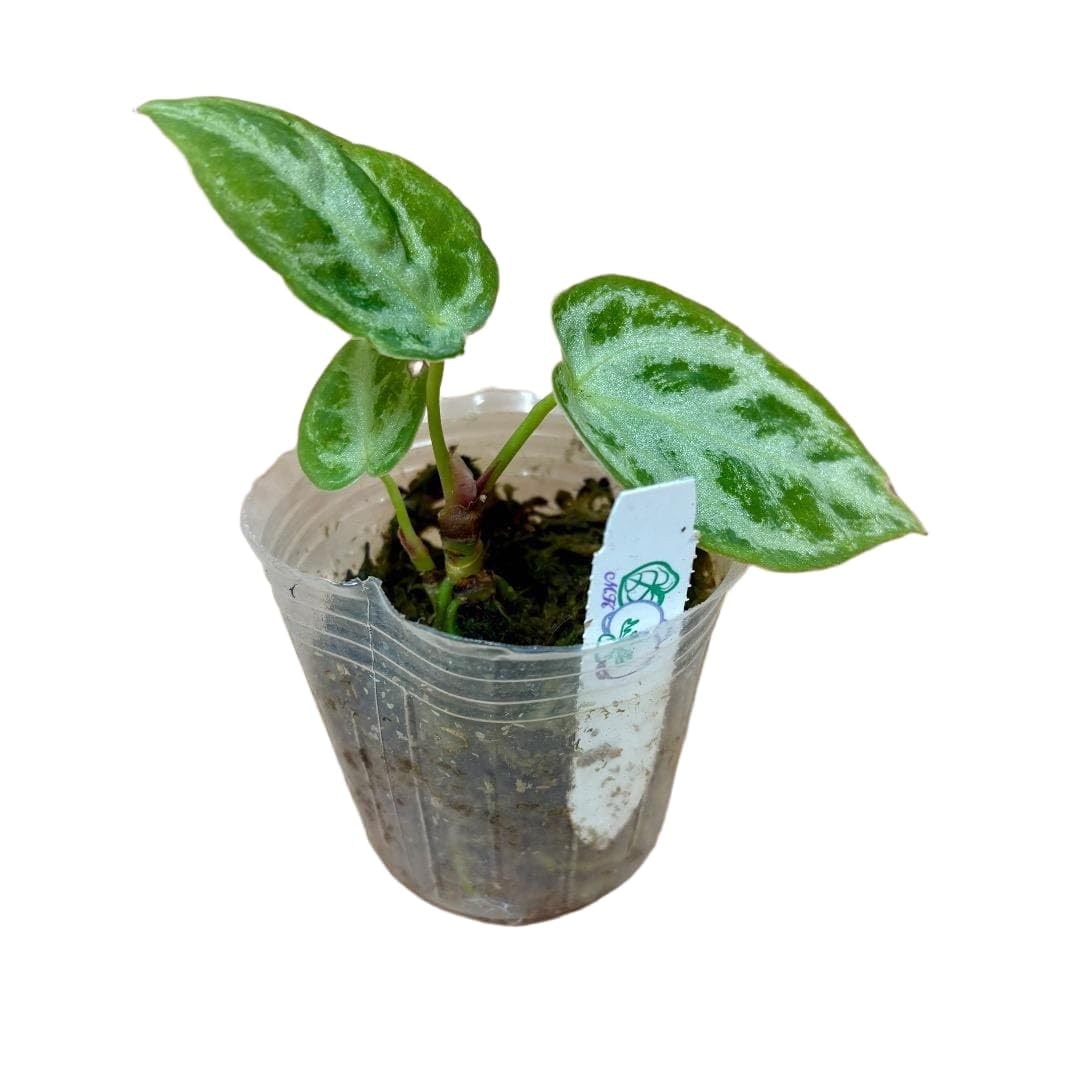 Amazon｜希少種 アンスリウム シルバーブラッシュ 観葉植物｜観葉植物