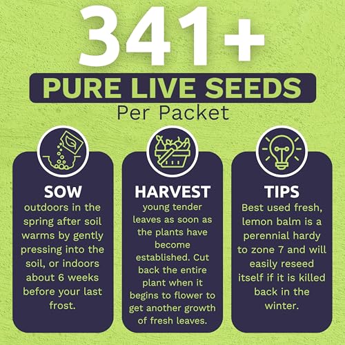Sweet Yards Seed Co. Organic Lemon Balm – Two Seed Packets! – Approx. 682 Open Pollinated Non-GMO Herb Seeds - Image 3