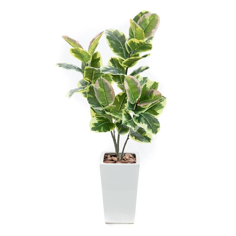 Amazon｜フェイクグリーン フィカス アルテシマ 115cm 白鉢