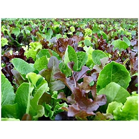 Premier Seeds Direct Mixed Leaf Lettuce Cover