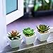Artificial Succulent Plants for Decoration, Fake Succulent Plants in Pot, Fake Plants For Decoration, Faux Succulents, Fake Succulents, Faux Plants decor, Artificial Plants Home Decor, Set of 5