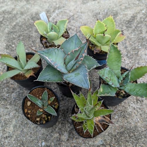 観葉植物 アガベ 種」の人気商品一覧 | 安い商品を通販サイトから探す