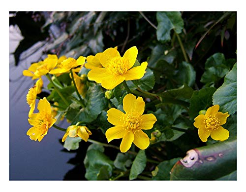 2 x Marginal Plants - Including a pot and compost - Live Water Plant Aquatic Pond Lake Marginal (Caltha palustris (King cup or Marsh marigold))