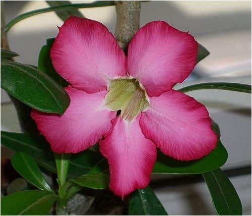 Seedeo Adenium Obesum Desert Rose [Pack of 8 Seeds]