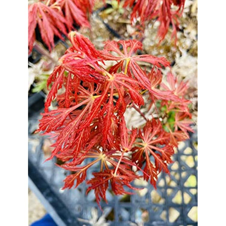 Kawaii Japanese Maple 1 - Year Graft