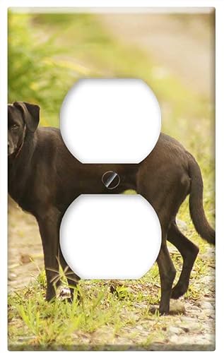 Switch Plate Outlet Cover - Insects Animals Birds Nature The India Quindio