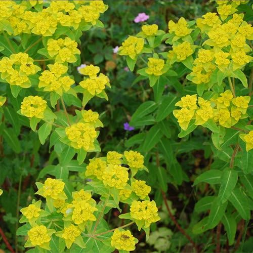 Plant World Seeds - Euphorbia Oblongata Seeds (Perennial Flower Seeds)