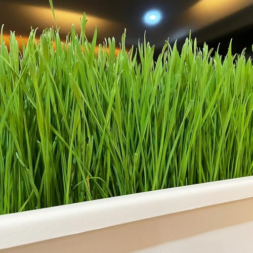 Cat Grass Seeds, pet Habitat Naturalization, Mixed Container Greenery, Indoor Garden Focal Point 250pcs
