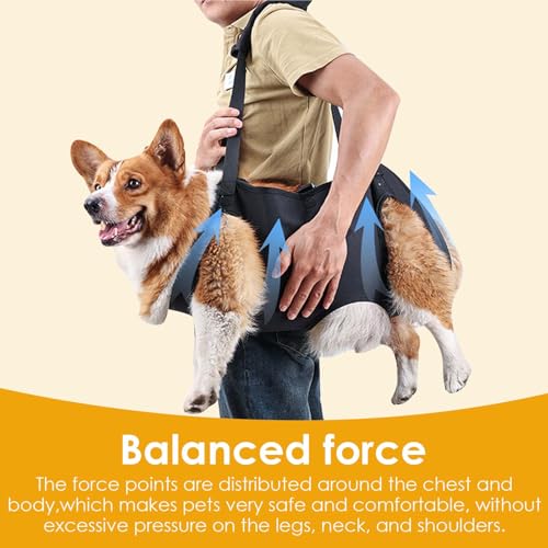 Hundeliftgeschirr, Haustierunterstützung Hund Lift Support für Hunde, Rehabilitation Geschirr Mobilität Sling für Alt, Gelenkverletzungen, Arthritis, Stabilitätsverlust Hunde, Schwarz (M)