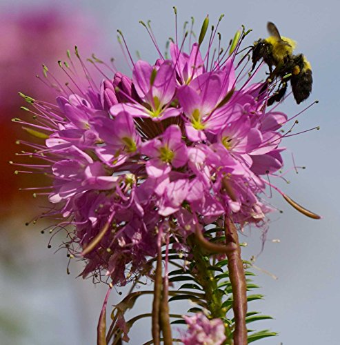 Cleome serrulata | Rocky Mountain Beeplant | Waa | 50_Seeds