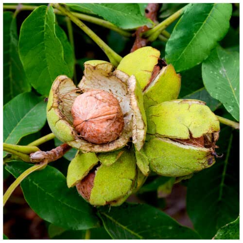 1 x Large English Walnut Fruit Tree 3-4ft Tall in 6L Pot, Grow Nuts, Juglans Regia