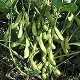 50 Pcs Midori Giant Edamame Seeds Heirloom HIGH Germination Rate Fresh Garden Seeds Non-GMO