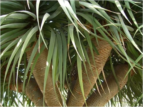 fargesia pingwu Fargesia 'Pingwu'
