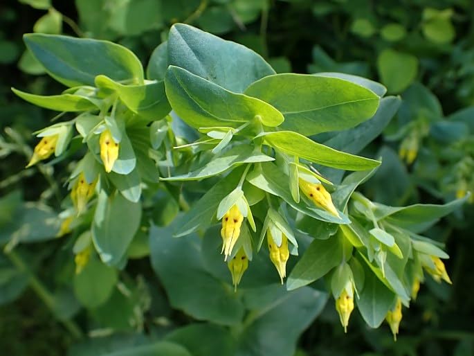 PEQUEÑA FLOR DE CERA - CERINTHE MINOR 20+ SEMI E 456