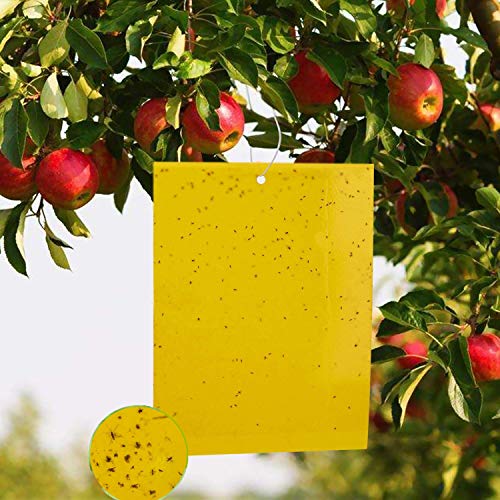 Trampas de insectos de doble cara, 20 Piezas Papeles Pegajosos Amarillos Trampas de Moscas, para moscas, pulgones, mineros de hojas, polillas. Ideal para Proteger de Huertos y Plantas Ornamentales