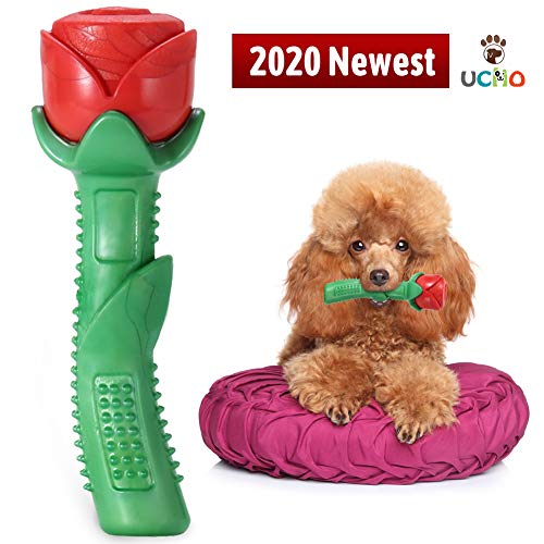 Do Maltese Bark A Lot? What Can I Do About It? TheGoodyPet