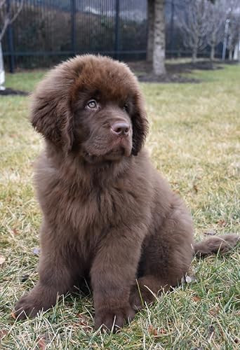 Canina Immun-Booster Paste 15ml