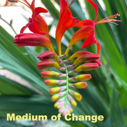 Couverture de Medium of Change