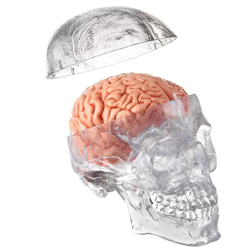 Wellden Medical Anatomical Human Classic Transparent Skull Model 3-Parts with 8-Part Brain Model, Life Size
