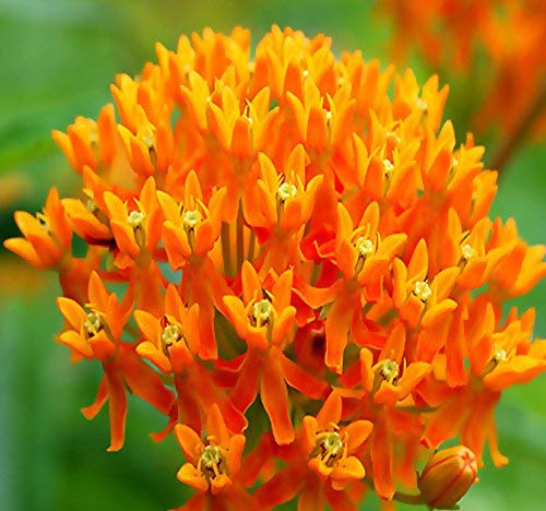 MySeeds.Co Butterflyweed Milkweed 1,000 Seeds