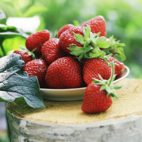 Allstar June Bearing Bare Root Strawberry Plants - Very Hardy Great for Beginners - from Hand Picked Nursery (5)