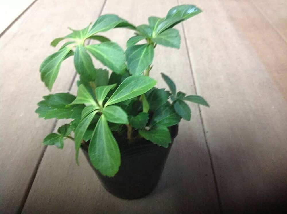 フッキソウ！３５本！ポット出し フッキソウ！35本！ポット出し フッキソウ！35本！ポット出し