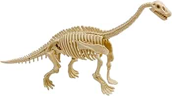 化石　D-3 51ckFdr1sjL._AC_UF350,