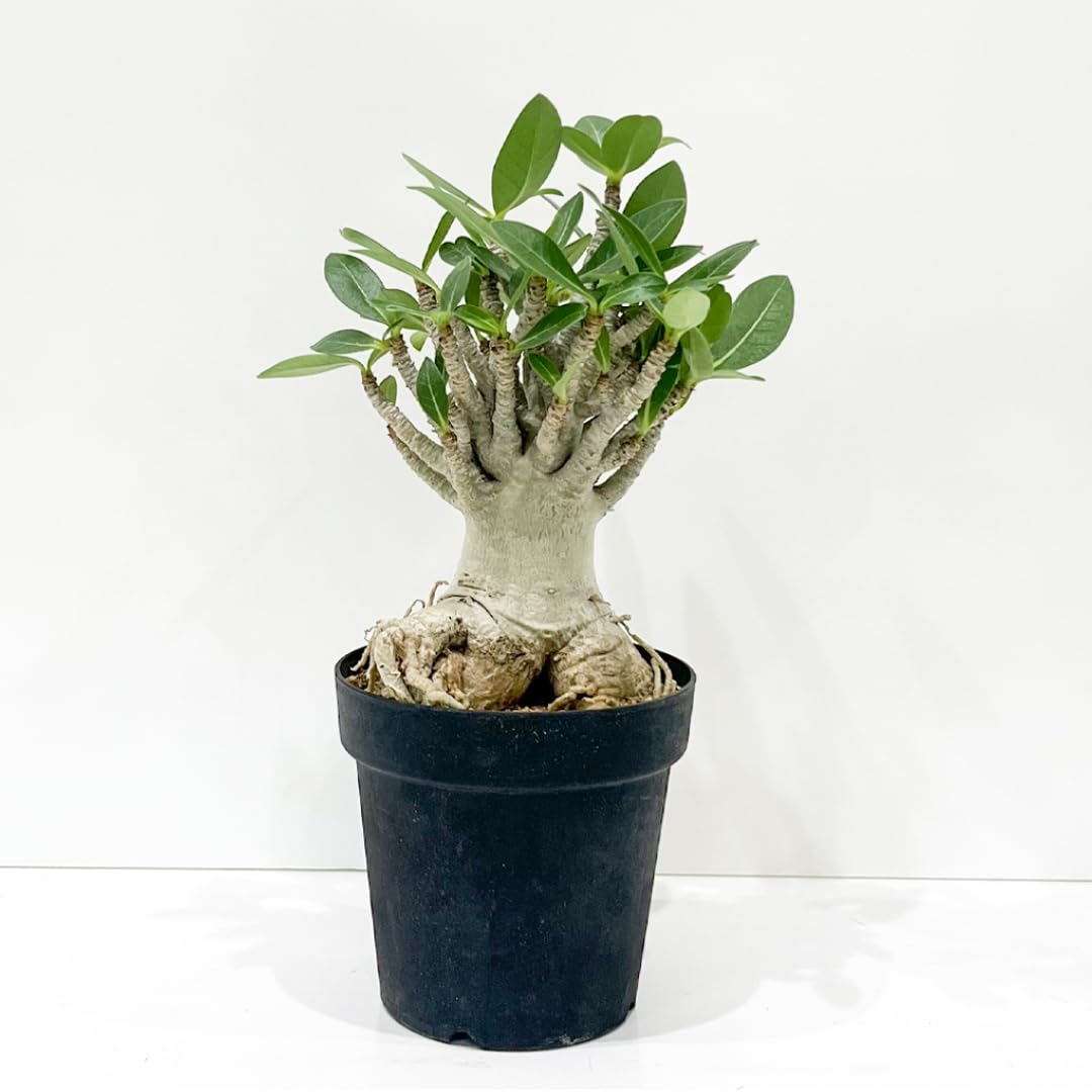 Amazon｜観葉植物 アデニウム アラビカム (E) 砂漠のバラ 天空のバラ