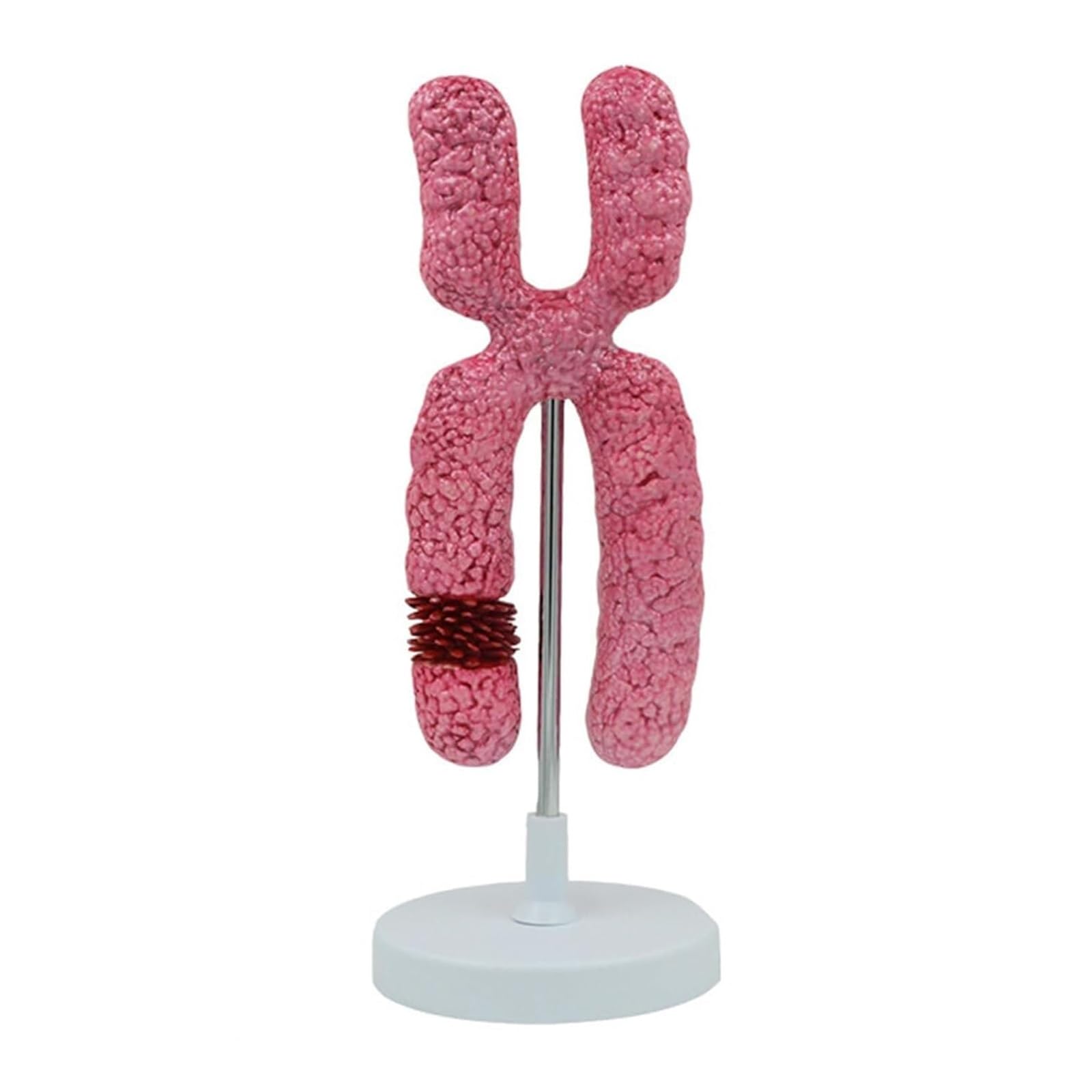 Modèle du chromosome X grossissement 10000 X outil pédagogique PVC anatomie