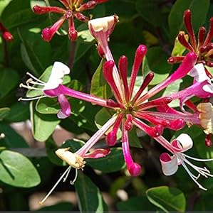 Arborix Kletterpflanzen Belgica Select Geißschlinge