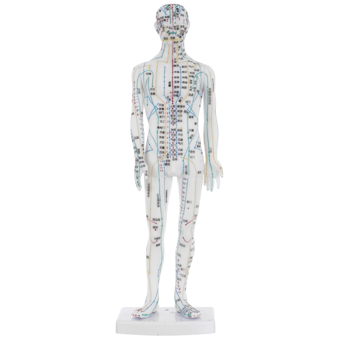 VALICLUD Mannequin Acupuncture Homme en Blanc, Modèle d'Affichage des Points d'Acupuncture et Méridiens pour Cours et Pratique Médicale Traditionnelle