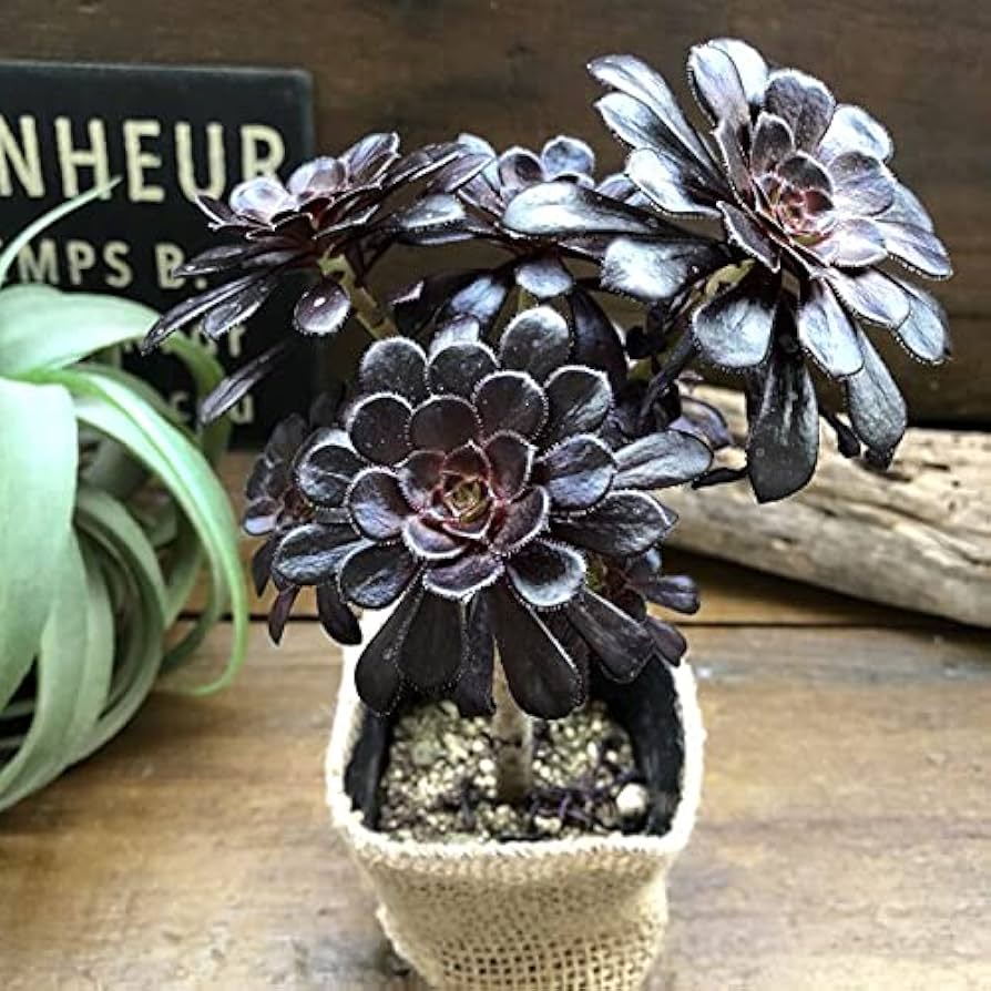 多肉植物アエオニウム  ꕤ欧嘉麗法師錦ꕤ木立、高足 プーケ型 大苗群生20頭以上 多肉植物アエオニウム ꕤ欧嘉麗法師錦ꕤ木立、高足 大苗群生6頭