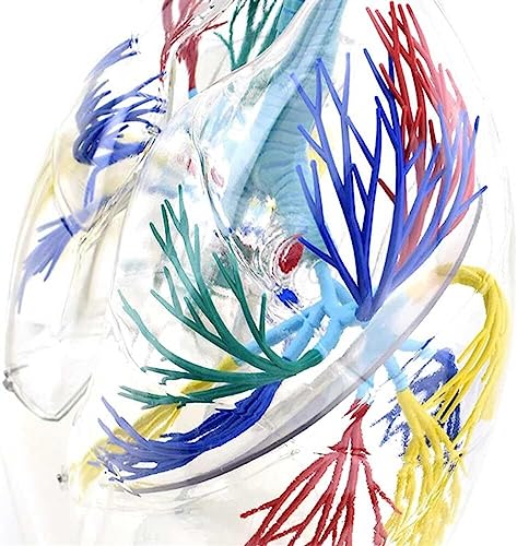 Modèle de poumon transparent 3D : la solution pour comprendre la structure bronchique - 8