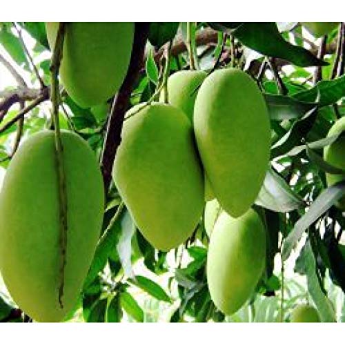 Mphmi Plant Mango Plant Tree (Sindhu, Grafted, Seedless) Plants Mango Sindhu, Aamb Plant